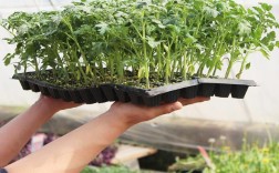 冬季番茄穴盘育苗技术要点有哪些？