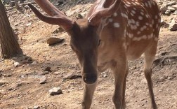 什么品种梅花鹿最好？