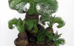 最贵的铁树品种是哪种？