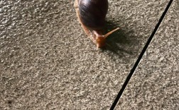 非洲大蜗牛养殖技术有哪些关键点？
