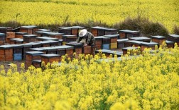 春天养蜂技术视频全集，如何系统学习？