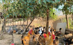 山地散养鸡有哪些关键技术？