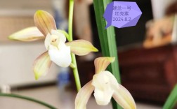 建兰有哪些素花品种