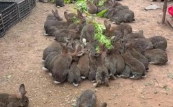 兔舍建造有哪些关键要点？