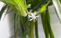 哪些吊兰品种会开花？