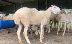 本地小尾寒羊养殖技术要点有哪些？