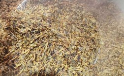 全蝎最新价格行情是多少？