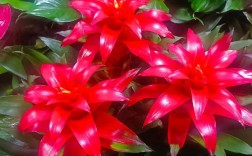 鸿运当头花有哪些常见品种？