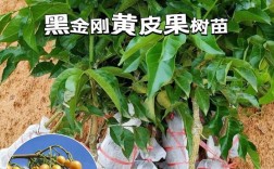 黑黄皮怎么种？管理技巧有哪些？