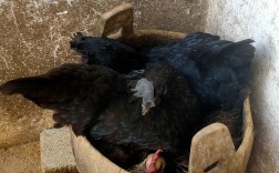 绿壳乌鸡下蛋多吗？