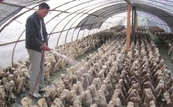 农广天地菌类技术视频有哪些核心要点？