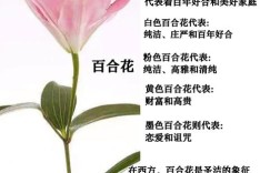 百合花有哪些常见品种？
