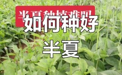 半夏种植技术有哪些关键要点？