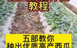 西瓜种植技术视频，新手能学会吗？