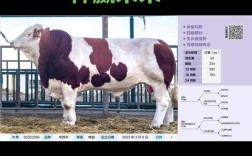 河南肉牛优良品种有哪些？