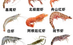南美白对虾分几个品种