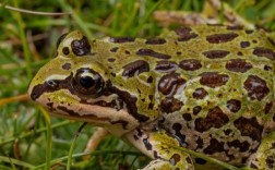 养殖青蛙常见品种有哪些？