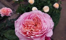 微月月季品种有哪些？