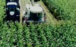 青贮玉米后期管理技术