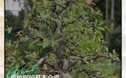 榆树能吃？啥品种可食用？