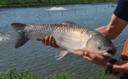 冬季草鱼怎么养？技术视频看这里！