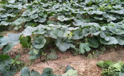 露地南瓜怎么种？视频教你关键技术！