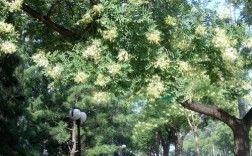 槐树常见品种有哪些？