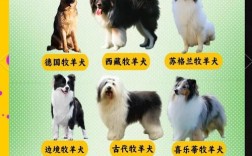 肉狗养殖选什么品种好？