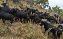 黑山羊养殖技术哪里学？