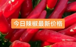 2025辣椒价格会涨还是跌？