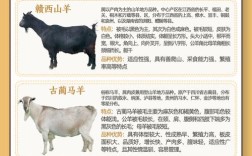 河北最适合养的羊品种是哪个？