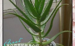 食用芦荟哪个品种最好