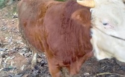 贵州养牛选什么品种最合适？