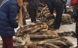 2025尚村貉子皮价格会涨还是跌？