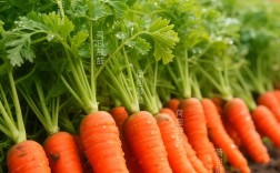 春季种红萝卜，哪些品种更适合？