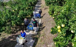 广西柚子种植技术视频