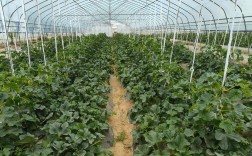 无土甜瓜种植技术图片怎么用？