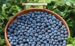 蓝莓品种图片大全集，收录了哪些品种？