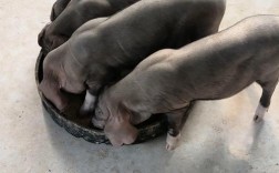 太湖母猪养殖技术视频，新手能学会吗？