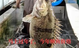 鲈鱼鳜鱼价格差多少？