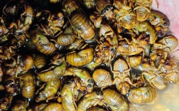 山西金蝉2025年价格会涨还是跌？