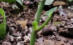 蓝莓嫩枝扦插繁殖技术