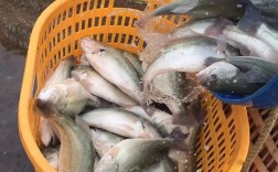 加州鲈鱼最新价格多少钱一斤？