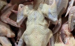 今日乳鸽价格最新行情