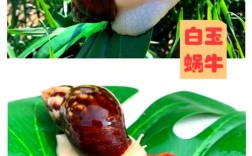 蜗牛养殖技术视频怎么学？