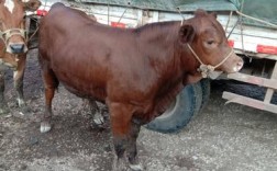 山东黄牛品种有哪些特色？