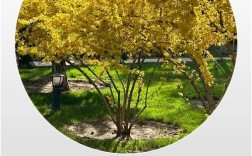 连翘种植技术有哪些关键要点？