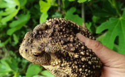 广西蟾蜍养殖技术基地