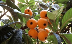 每日农经枇杷种植技术