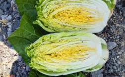 冬天种白菜，哪些品种更合适？